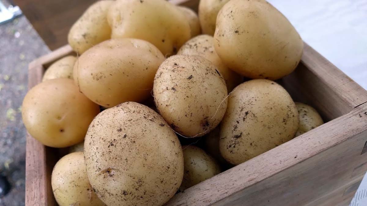 jussi-peruna-tuottaa-uusia-perunoita-juhannukseksi