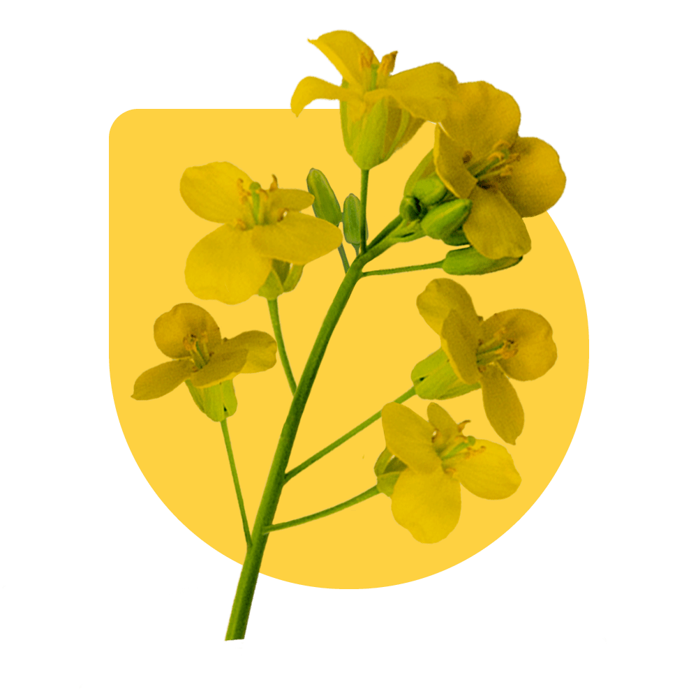 Kevätrypsilajikkeet