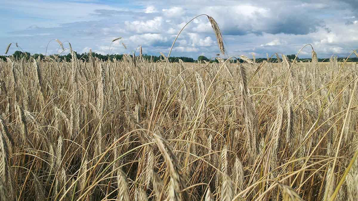 hybridirukiin-viljelyohje