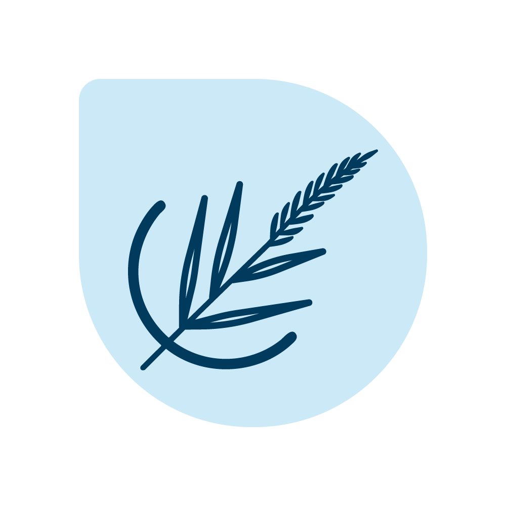 English ryegrass varieties