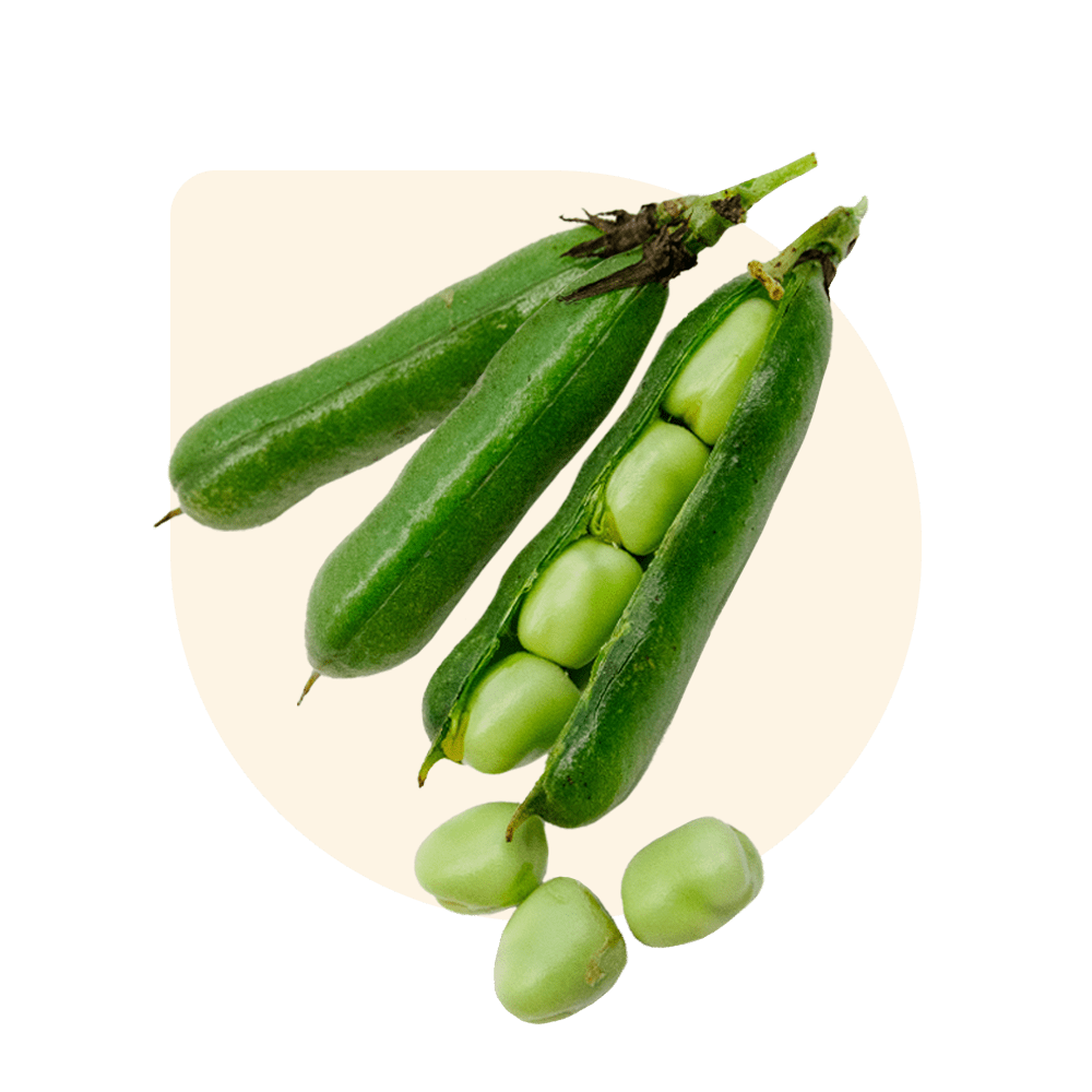 Faba bean varieties