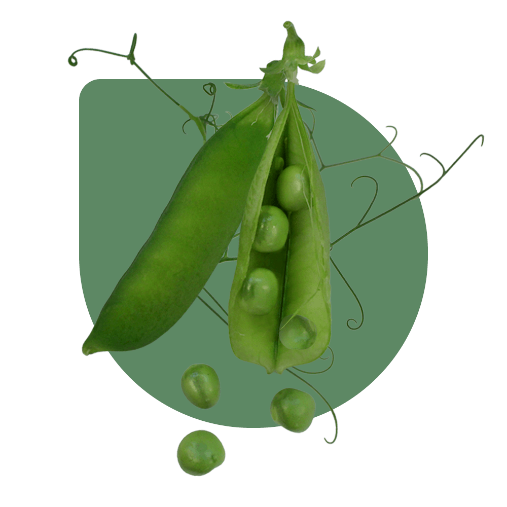 Pea varieties