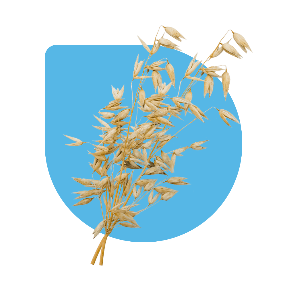 Oat