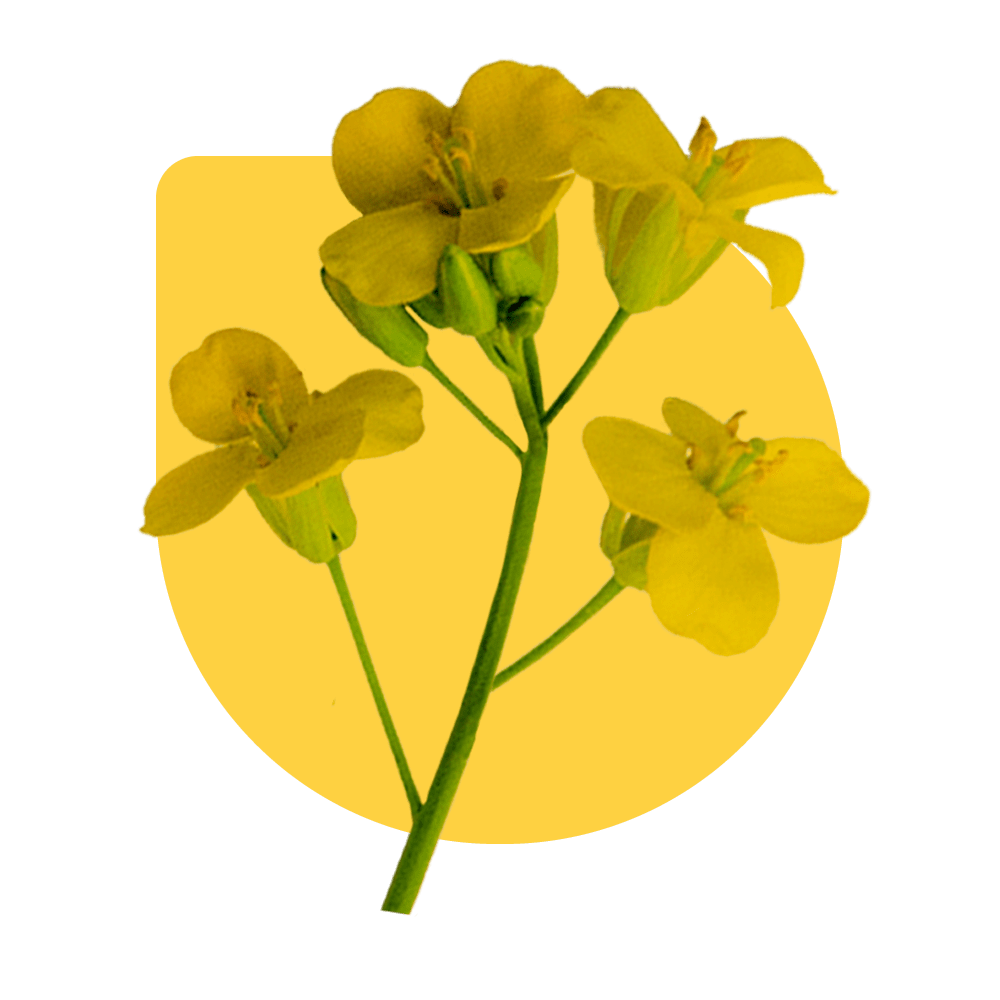Spring Rapeseed Varieties