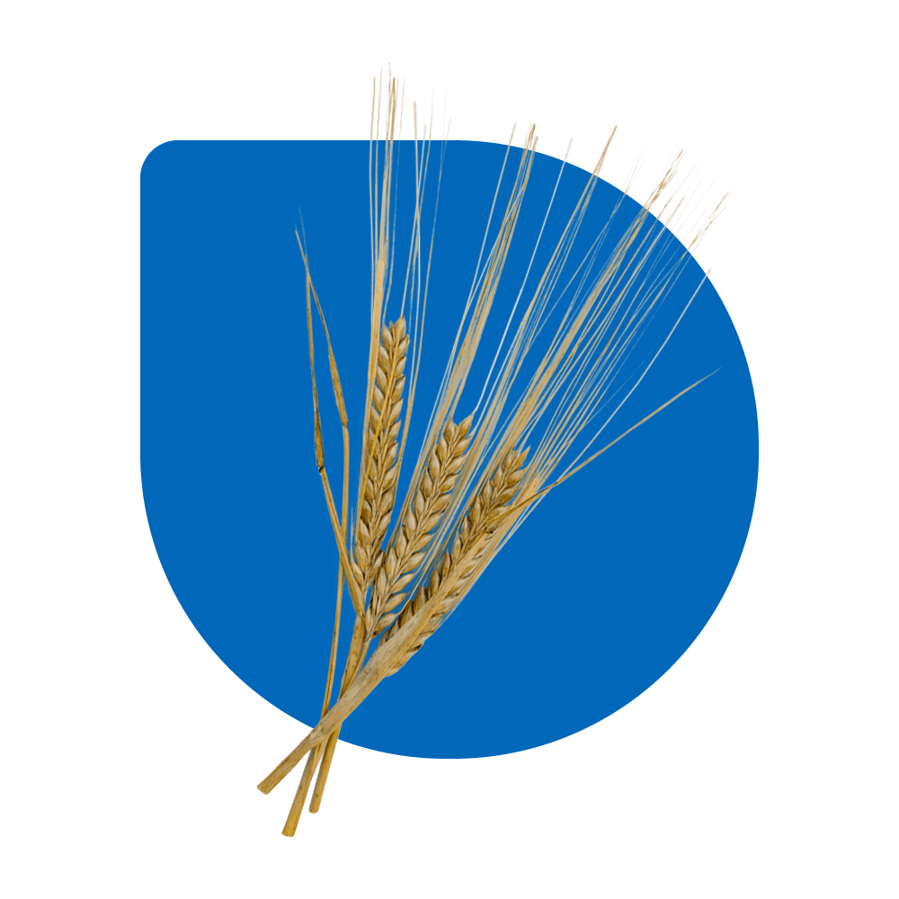 Two-row Barley