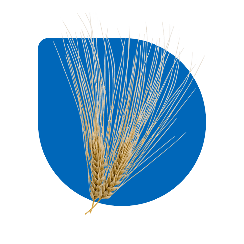 Six-row Barley