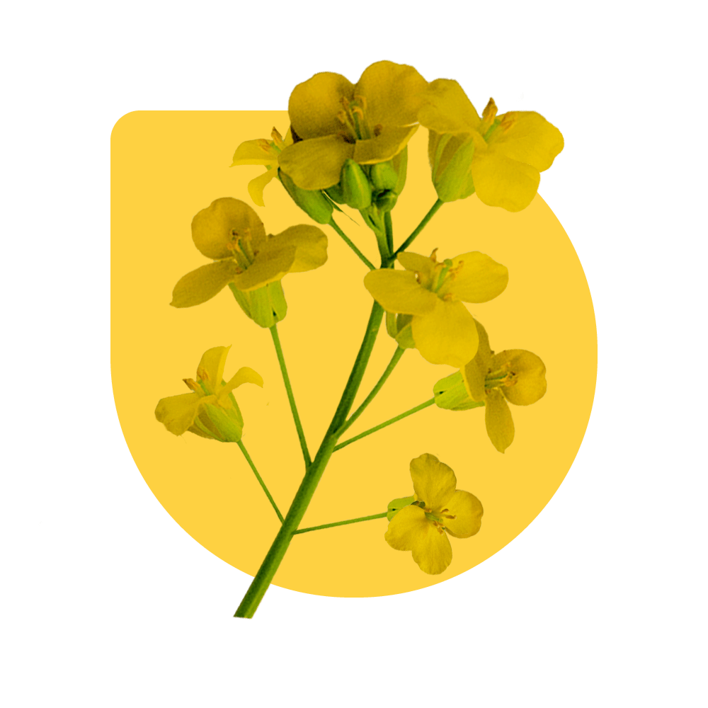 Oilseed Crop Varieties
