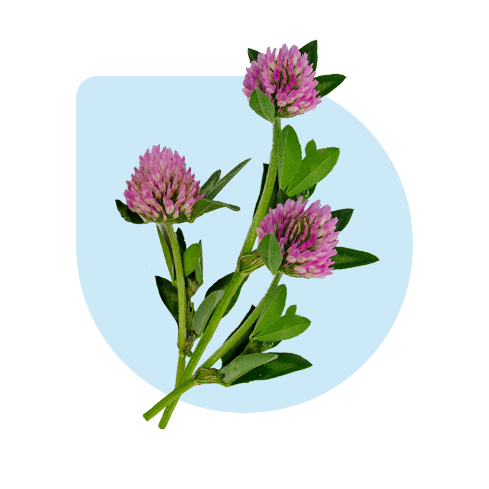 Red clover varieties