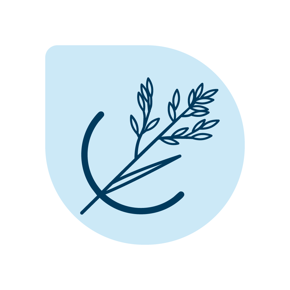 Tall fescue varieties