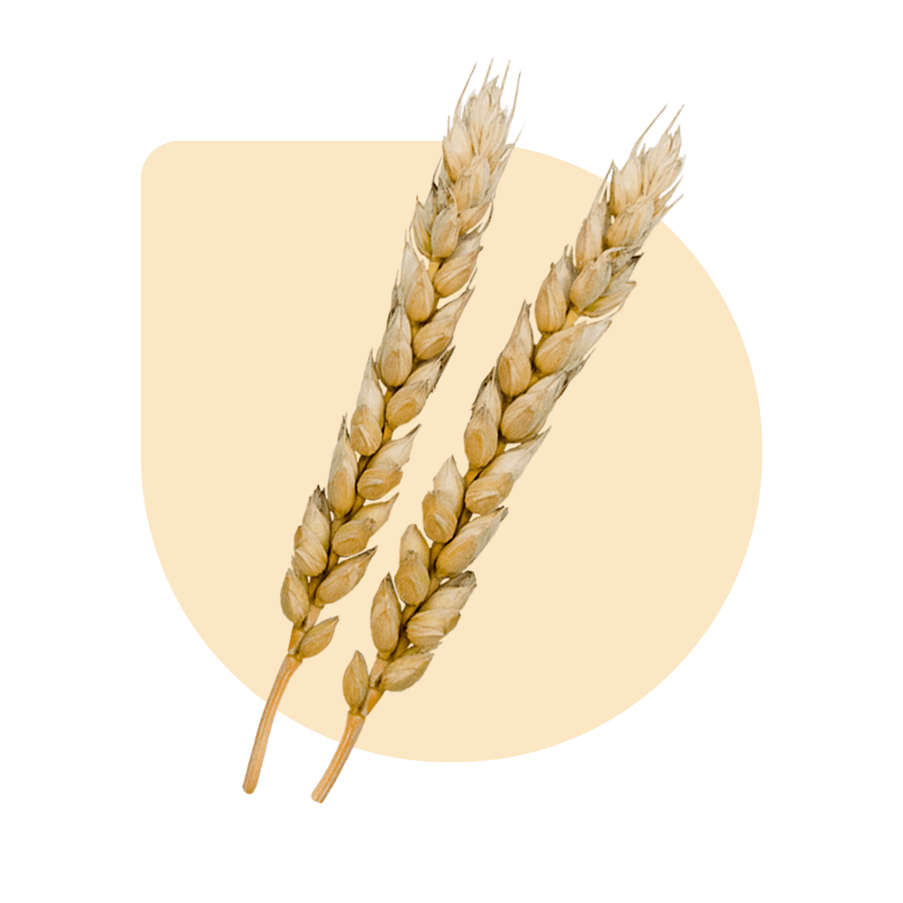 Winter Wheat