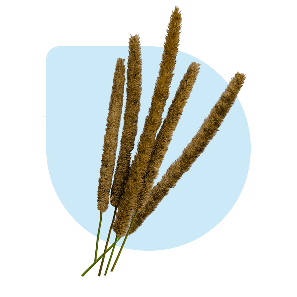 Timothy Varieties