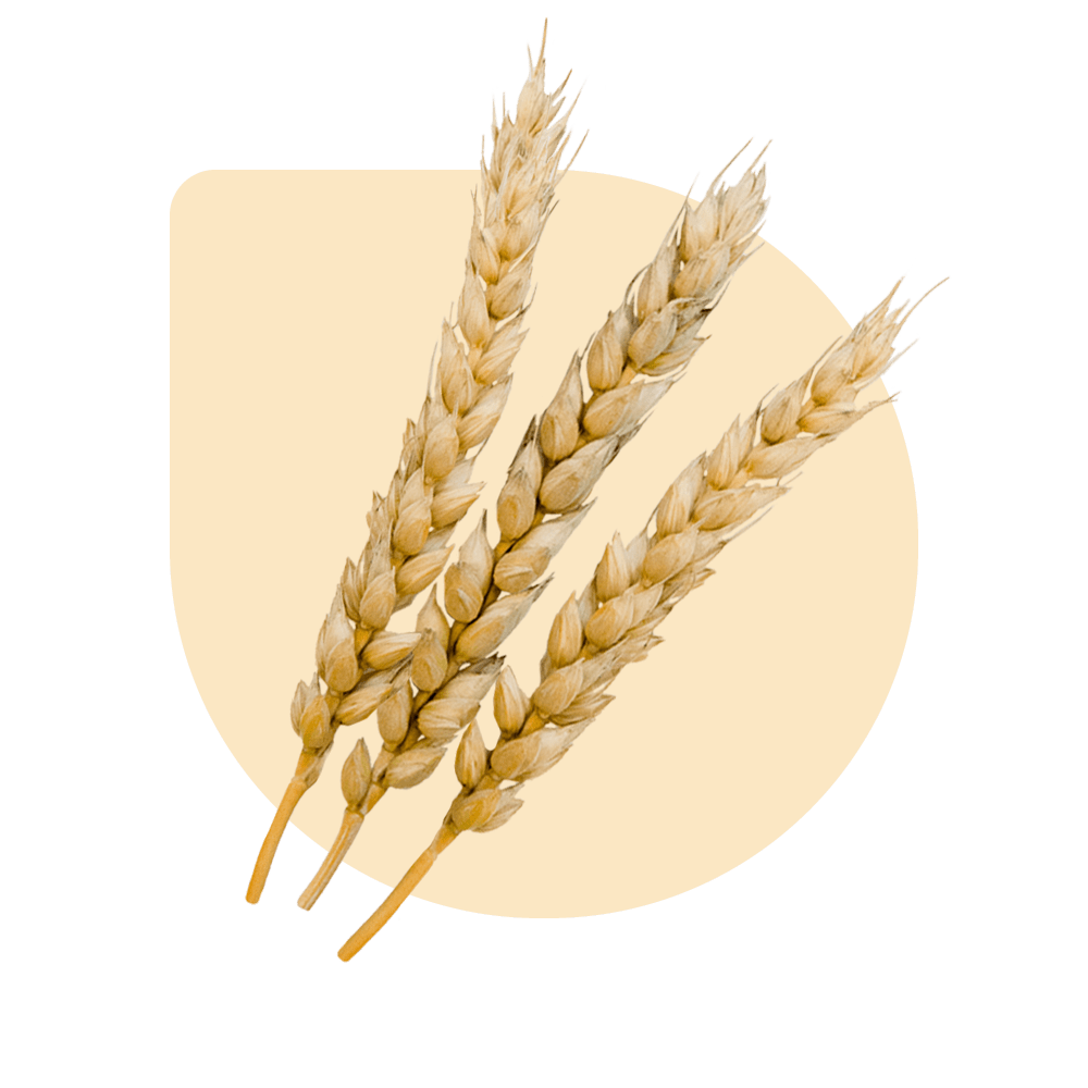 Wheat Varieties