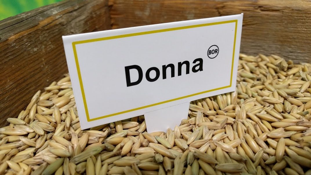 Teollisuuden arvostama Donna-kaura vakuuttaa laadulla ja viljelyvarmuudella