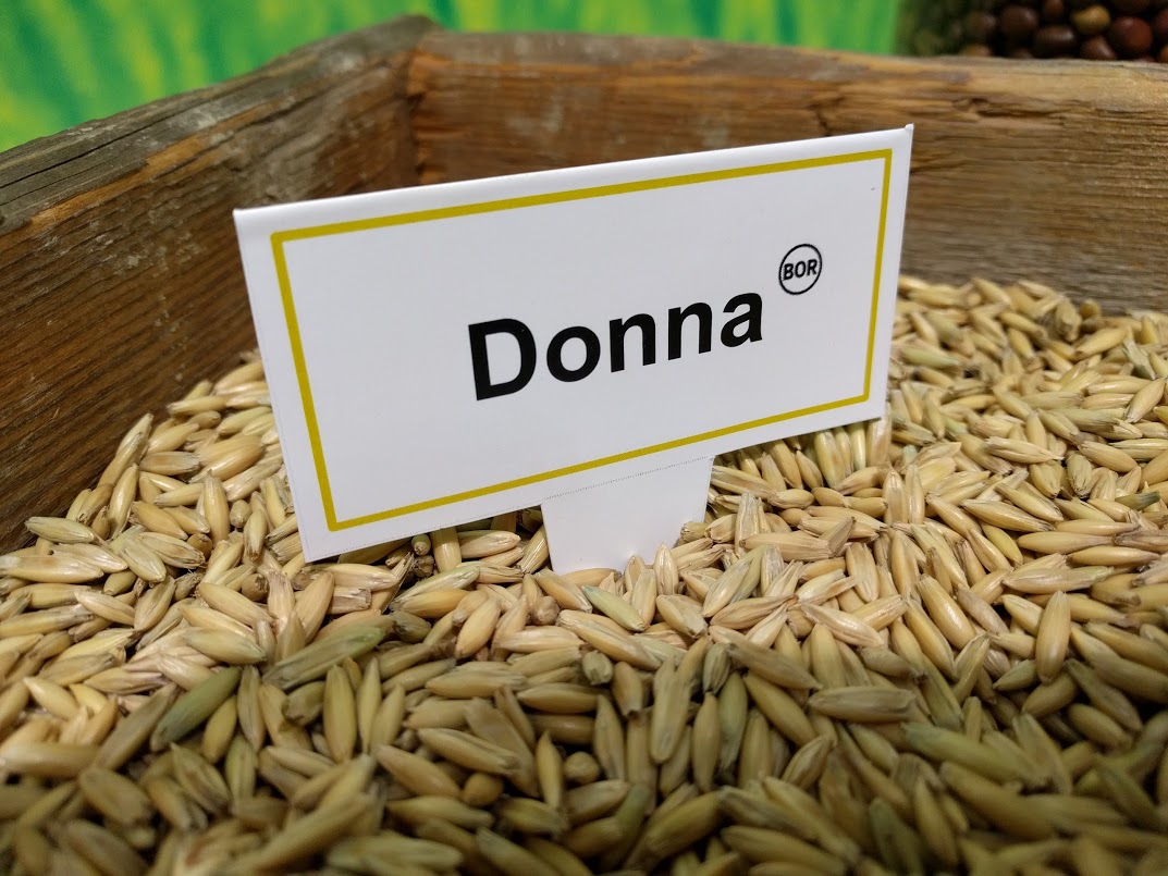 Teollisuuden arvostama Donna-kaura vakuuttaa laadulla ja viljelyvarmuudella