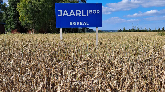 Monipuolinen viljelyohjelma siivitti Jaarli-vehnän hyvään kasvuun